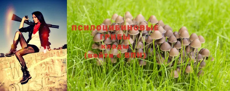 мориарти какой сайт  Муром  Галлюциногенные грибы Psilocybe 